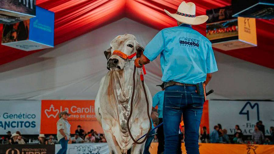 Inauguran la XLIX Feria del Cebú y sus cruces con mil ejemplares para exposición en&nbsp;Carabobo